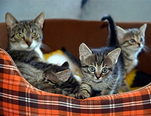 Pet Care Station