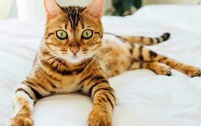 Professional Pet Grooming Service at VetPlus Clinic